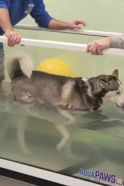 Husky in underwater treadmill