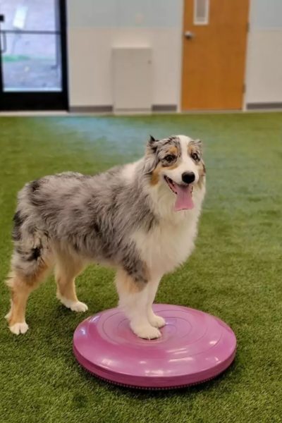 Aussie Yoga