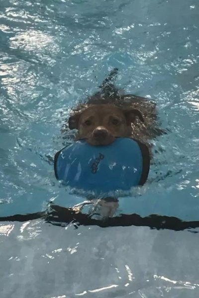 Pit bull carrying frisbee in pool