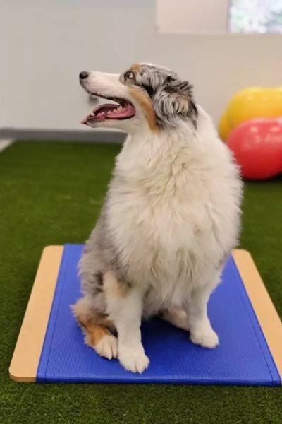 Australian Shepherd in gym