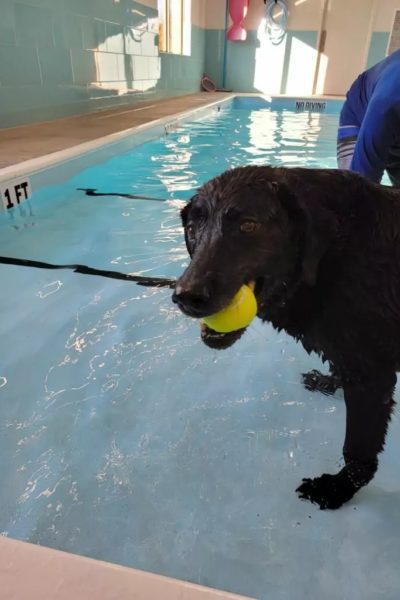 Black lab carrying tennis ball