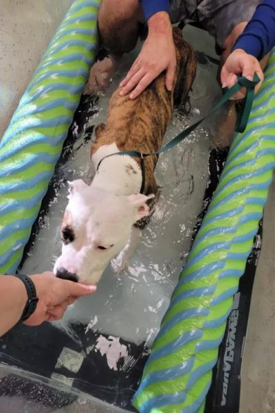 Pit bull in underwater treadmill