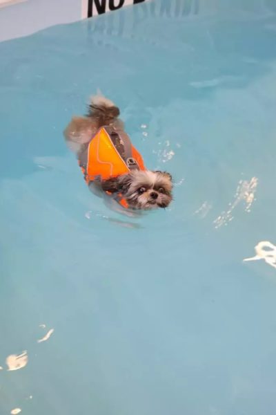 Dog swimming indoor pool