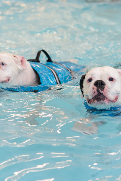 pawcenter-139