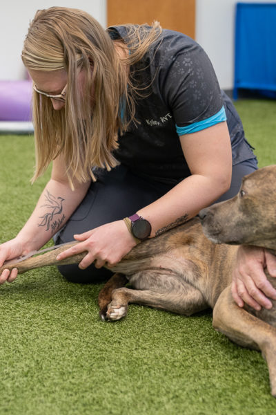 pawcenter-161
