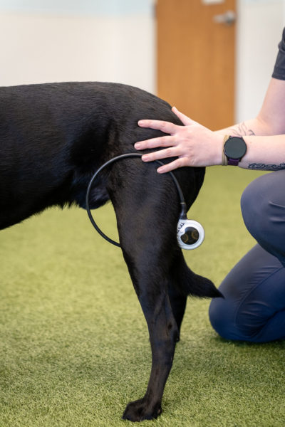 pawcenter-164