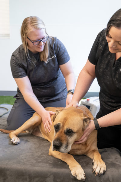 pawcenter-19