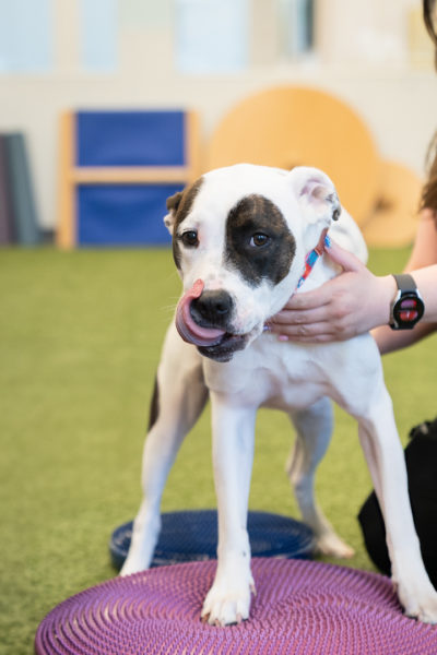 pawcenter-26