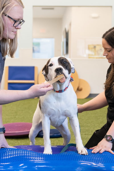 pawcenter-33