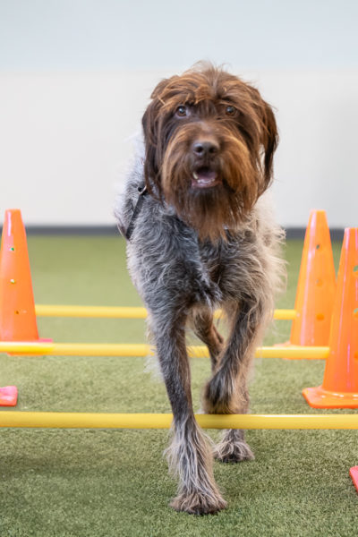 pawcenter-5