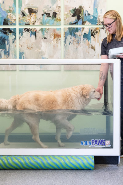 pawcenter-53