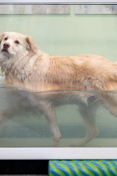 pawcenter-67
